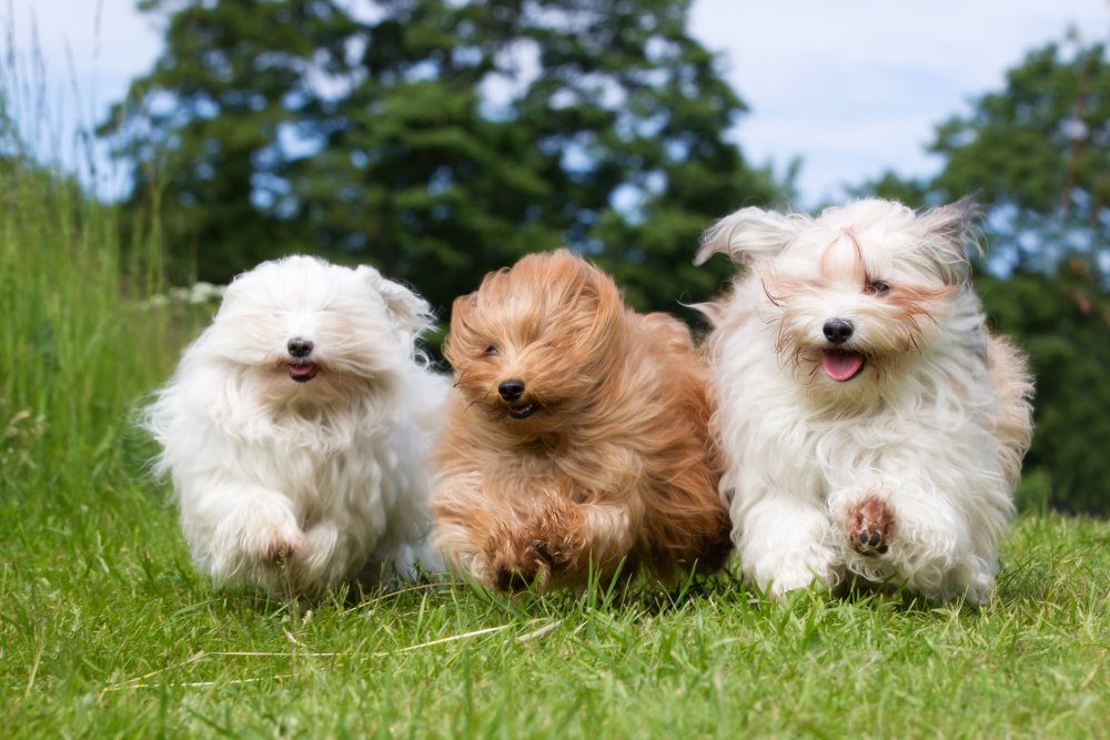 Kennel Casa Bichon