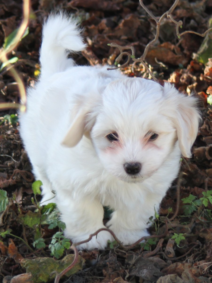 Casa Bichons Cuba Gooding